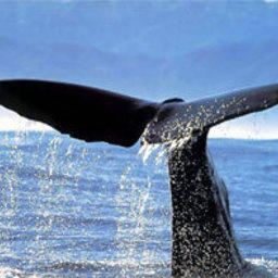 Увидеть кита – хорошая примета
