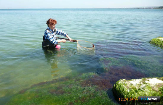 Лов креветки ручным сачком в Таманском заливе. Фото пресс-службы АзНИИРХ