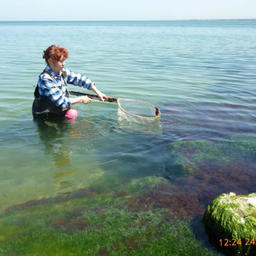 Лов креветки ручным сачком в Таманском заливе. Фото пресс-службы АзНИИРХ