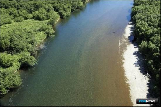Преднерестовая миграция кеты в нижнем течении реки Быстрая (бассейн реки Большая). Фото пресс-службы КамчатНИРО
