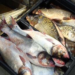 Среди предлагаемых к разведению видов — толстолобик и карп. Архивное фото