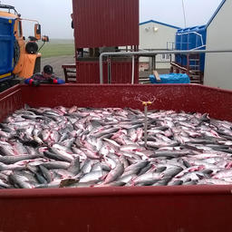 1 В прошлом году за рекордную «красную» путину Камчатка взяла почти 500 тыс. тонн лососей