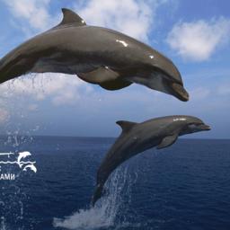 Цель проекта «Полеты с дельфинами» - изучение и оценка современного состояния млекопитающих Черного моря