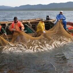 Добыча лосося в Сахалинской области. Архивное фото