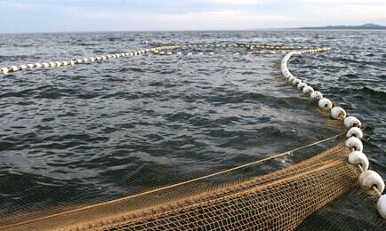 В 2025 г. Росрыболовство обеспечило поступление в федеральный бюджет в качестве платы за перезакрепление рыболовных участков порядка 8 млрд рублей. Архивное фото