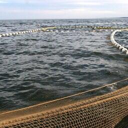 В 2025 г. Росрыболовство обеспечило поступление в федеральный бюджет в качестве платы за перезакрепление рыболовных участков порядка 8 млрд рублей. Архивное фото