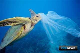 Пластиковые пакеты вредят и морским обитателям. Фото Greenpeace