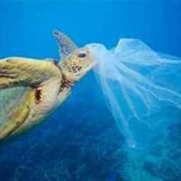 Пластиковые пакеты вредят и морским обитателям. Фото Greenpeace