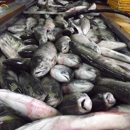 Уловы лососевых в Хабаровском крае превысили 35 тыс. тонн