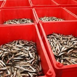 В этом году предприятия Ямало-Ненецкого автономного округа добыли 10,5 тыс. тонн рыбы Фото пресс-службы правительства ЯНАО