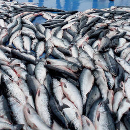C 2016 г. на промысле лосося в 200-мильной зоне нельзя использовать дрифтерные сети