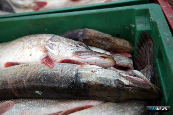 В правила рыболовства для Западного бассейна внесли изменения