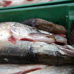 В правила рыболовства для Западного бассейна внесли изменения