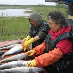 Жительницы Магаданской области из числа КМНС разделывают лосось. Фото пресс-службы правительства региона