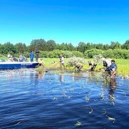 Учет рыбы проводился на рыбоводных участках института в Ханты-Мансийском автономном округе — Югре. Фото пресс-службы Тюменского филиала ВНИРО