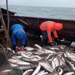 Ученые собрали информацию о запасах пиленгаса в Азовском море. Фото пресс-службы Азово-Черноморского филиала ВНИРО