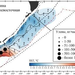 Распределение обнаруженных скоплений дальневосточной сардины (иваси). Изображение предоставлено пресс-службой ТИНРО