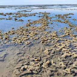 Обыкренный субстрат. Фото пресс-службы ВНИРО