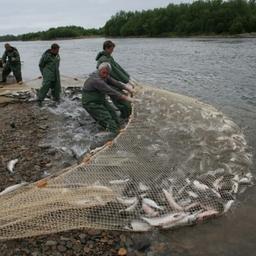 Добыча лосося в Магаданской области. Фото пресс-службы правительства региона