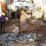 Вылов сельди российскими рыбаками