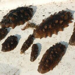 По данным правоохранителей, злоумышленники добыли более 7 тыс. трепангов. Архивное фото