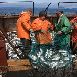 В Камчатском крае началась лососевая путина. Фото пресс-службы правительства региона