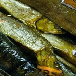 Муксун и нельма — важные объекты промысла для Якутии