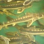 Цифровые сервисы облегчают работу рыбоводных хозяйств