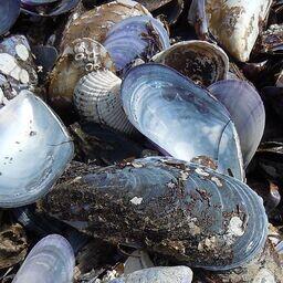 Раковины черноморских мидий. Фото Yuriy Kvach («Википедия»), CC BY-SA 3.0