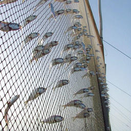 Интерес для стран ЕАЭС представляет не производящаяся в них сельхозпродукция, в том числе рыба южных морей. На фото традиционное орудие лова в Персидском заливе - ловушка с фиксированной сетью (мошта). Фото из «Википедии»