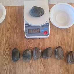 Моллюски проходили и взвешивание. Фото пресс-службы СахНИРО