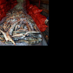 Рыба была спрятана за мешками с луком. Фото пресс-службы Управления МВД России про Астраханской области