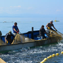 Добыча лосося у берегов Сахалина