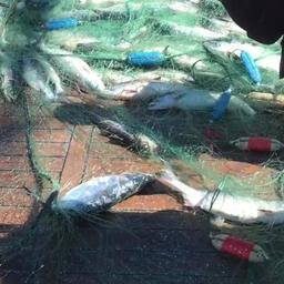 В сети оказалось более 1000 лососей. Фото пресс-службы Погрануправления ФСБ России по восточному арктическому району
