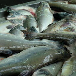 Вылов тихоокеанских лососей на Дальнем Востоке составил более 545 тыс. тонн