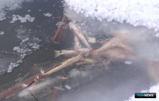Уснувшая рыба. Фото пресс-службы правительства Новосибирской области