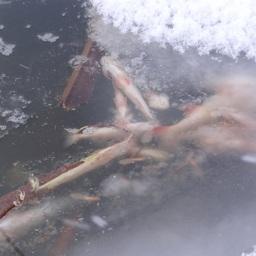 Уснувшая рыба. Фото пресс-службы правительства Новосибирской области