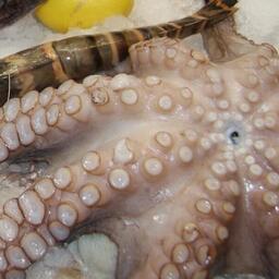 В США хотят уточнить статус головоногих. Архивное фото