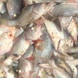 Рыбный рынок Кении не выдержал запрета на китайскую продукцию. Фото портала Mwakilishi