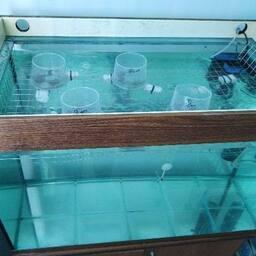 Такой инкубатор можно использовать даже в обычном аквариуме. Фото пресс-службы АГУ, https://asu.edu.ru