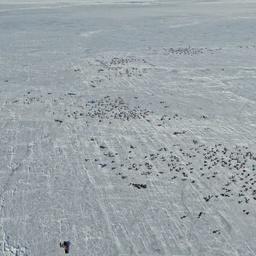 Рыболовы игнорируют предупреждения и массово выходят на неокрепший лед. Фото пресс-службы ГУ МЧС России по Сахалинской области