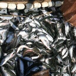 К середине августа вылов тихоокеанских лососей на Дальнем Востоке превысил 533 тыс. тонн