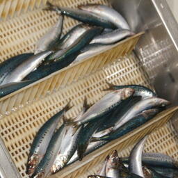 Нарастающий вылов сардины-иваси на 14 декабря составил 57,4 тыс. тонн 