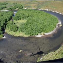 Нерест горбуши в реки Пымта. Иллюстрация с сайта КамчатНИРО