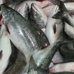 В Камчатском крае обсуждают механизмы бесплатного вылова горбуши для граждан