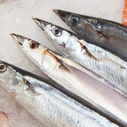 Комиссия по рыболовству в северной части Тихого океана (NPFC, Комиссия СТО) утвердила квоту на добычу сайры в 2026 г.