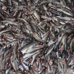 Общий допустимый улов минтая для четырех подзон Охотского моря на будущий год составляет 1071,2 тыс. тонн