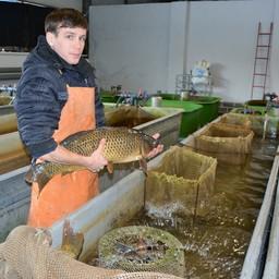 Специалисты ВНИИПРХ провели эксперимент по чипированию самок волжского сазана. Фото пресс-службы филиала