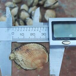 Измерение научного улова. Фото пресс-службы ВНИРО