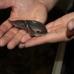 Норильско-Таймырская энергетическая компания объявила конкурс на зарыбление осетром Енисея. Фото пресс-службы Главрыбвода